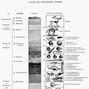 A late 19th century classification of the geological strata in time sequence, along with typical fossils found in each period