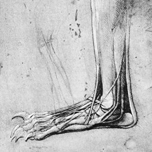 The leg and foot of a bear. Drawing, c1490-93, by Leonardo da Vinci