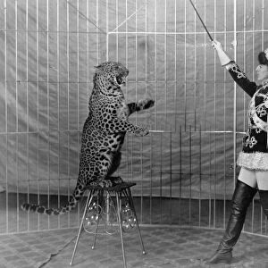 LEOPARD TRAINER, c1906. Big cat trainer Dolores Vallecita and a leopard. Photograph