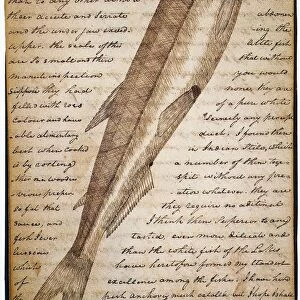 LEWIS & CLARK: FISH, 1800s. Drawing of a white salmon trout by William Clark