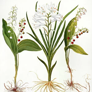 LILY-OF-THE-VALLEY (Convallaria majalis). St. Brunos lily (Paradisea liliastrum); and pink lily-of-the-valley (Convallaria majalis): engraving for Basilius Beslers Florilegium, printed in Nuremberg in 1613