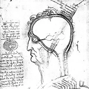 Longitudinal section of an onion and sections of the human head, eye and orbit: drawing by Leonardo da Vinci