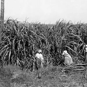 LOUISIANA: SUGAR CANE FARM. Harvesters cutting sugar cane on a plantation in Louisiana