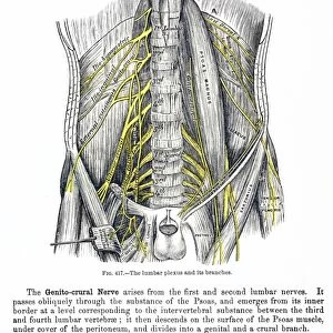 The lumbar plexus and its branches: wood engraving, 19th century