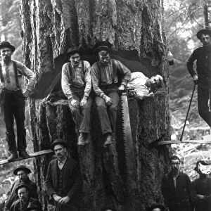 LUMBERJACKS, 1901. Lumberjacks posing around a twelve foot fir tree with a cut in the center