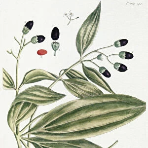 MALABAR CINNAMON, 1735. The Malabar or Java cinnamon plant. Line engraving by Elizabeth Blackwell from her book A Curious Herbal published in London, 1735
