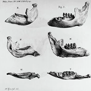 MASTODON BONES. Mastodon jaw bone fossils found at Big Bone Lick, Kentucky, c1766, by George Croghan, who sent them to his friend Benjamin Franklin. Contemporary line engraving