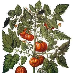 Melon (Cucurbitaceae), orange-colored tomato (Solanaceae) and watermelon (Cucurbitaceae): engraving for Basilius Beslers Florilegium, published in Nuremberg in 1613