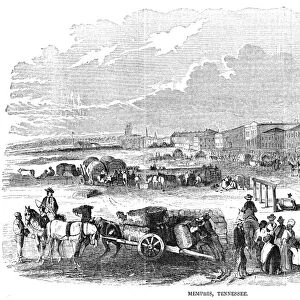 MEMPHIS, TENNESSEE, 1855. Bringing cotton to the levee at Memphis, Tennessee. Wood engraving, American, 1855