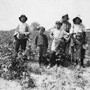 MIGRANT FAMILY, 1909. The Slebzaks, a family of Polish migrant farmers at work