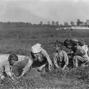 MIGRANT FAMILY, 1910. A family of migrant farmers at work picking berries on a