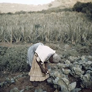 MIGRANT WORKER, 1941. African American migrant worker working in cabbage patch, Puerto Rico