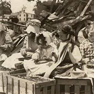 MIGRANT WORKERS, 1910. Five-year-old Helen and her stepsisters hulling strawberries