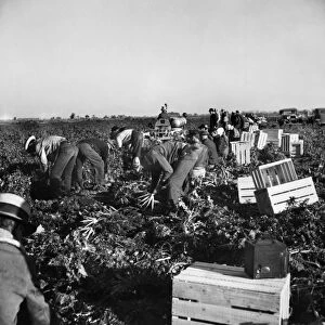 MIGRANT WORKERS, 1939. Migrant workers picking carrots for 14 cents per crate of 48 bunches