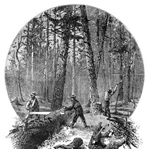 MINNESOTA: LOGGING, 1870. Lumberjacks sawing a felled tree into logs, in a Minnesota forest