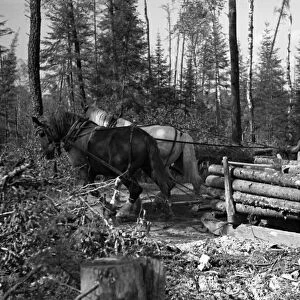 MINNESOTA: LOGGING, 1937. Transporting timber with a horse drawn sled on dry ground