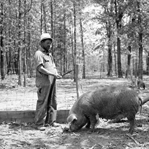 MISSOURI: FARM, 1936. A farmer from Missouri with a hog he bought with a loan
