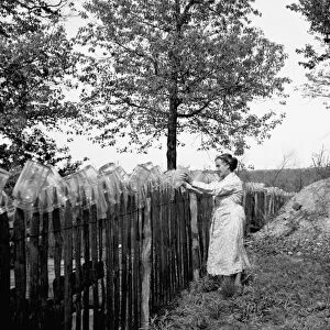 MISSOURI: FARM, 1936. A farmers wife drying her jars on a picked fence during canning time