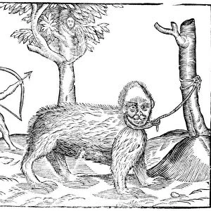 MONSTER, 16th CENTURY. Figure of an imaginary monster from Africa, 16th century woodcut