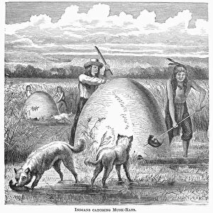MUSKRAT HUNTING, 1873. Native Americans catching muskrats. Wood engraving, American, 1873