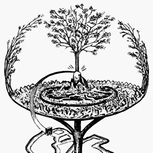 MYTHOLOGY: YGGDRASILL. The evergreen ash tree that overshadows the whole universe in Nordic-Germanic mythoogy. Line engraving from Finn Magnusens Eddalaeren, Copenhagen, Denmark, 1824