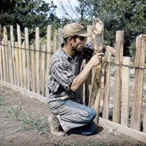 NEW MEXICO: PIE TOWN, 1940. Homesteader Jack Whinery repairing a fence in Pie Town, New Mexico