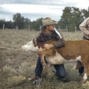 NEW MEXICO: RODEO, 1940. A man tying a ribbon on a calfs tail at the rodeo in Pie Town