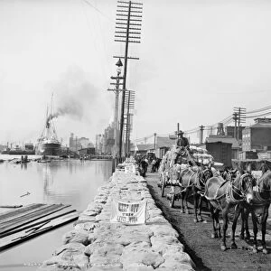 NEW ORLEANS: MULE TEAM. A mule team pulling a cartload of baled cotton on the levee