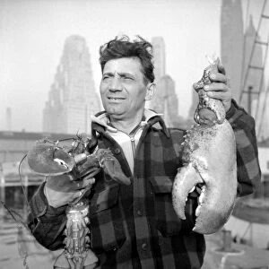 NEW YORK: STEVEDORE, 1943. Portrait of a dock stevedore holding lobster claws at