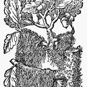 OAK TREE WITH ITS ACORNS. Woodcut from John Gerards Herball, 1597