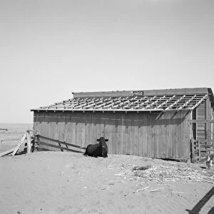 OKLAHOMA: FARMHOUSE, 1936. The roof of the barn was removed to make a windbreak