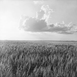 OKLAHOMA: WHEAT, 1937. A wheat field in Oklahoma. Photograph by Dorothea Lange, 1937