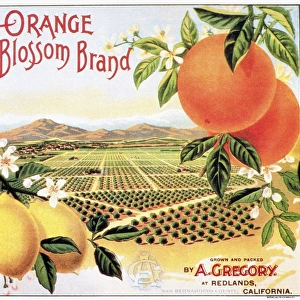 Orange Blossom brand oranges from California