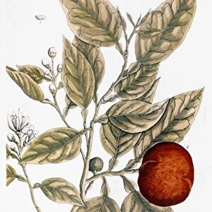ORANGE TREE, 1735. Engraving by Elizabeth Blackwell from her A Curious Herbal published in London, 1735