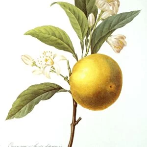 ORANGE TREE (Citrus aurantium). Engraving after a painting, by P. J. Redoute