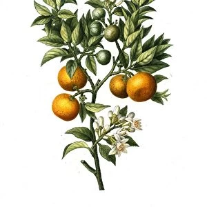 ORANGE TREE. Citrus Bigaradia Sinensis. Engraving after a painting by Pancrace Bessa