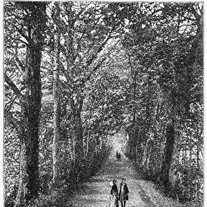 OXFORD: WALKWAY. View of Addisons Walk, Magdalen College, on the campus of Oxford Unviersity, Oxford, England. Wood engraving, English, c1885