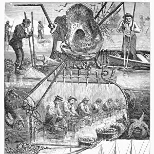 OYSTER SEASON, 1882. Harvesting and processing oysters in New York City during the opening of the oyster season, 1 September. Wood engraving, American, 1882