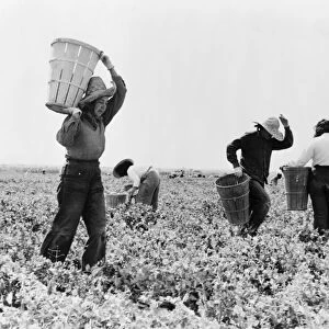 PEA PICKERS, 1939. Migrant pea pickers on a farm near Calipatria, California