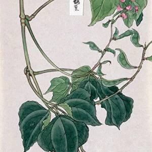 PEA PLANT, c1878. Ink drawing, c1878