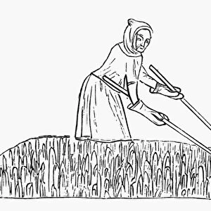 PEASANTS WEEDING, c1340. Line drawing after an illumination in the Loutrell Psalter