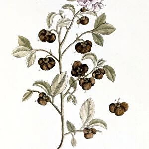 PECO TEA, 1735. Branch of the peco or bohea tea plant. Engraving by Elizabeth Blackwell from her book A Curious Herbal published in London, 1735