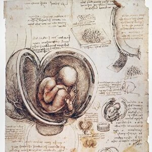 Anatomy studies by Leonardo da Vinci