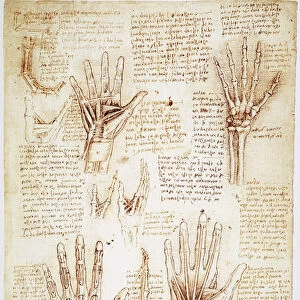 Pen and ink studies by Leonardo da Vinci, c1510-11, of the human hand