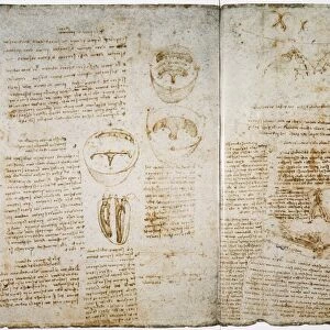 Pen and ink studies by Leonardo da Vinci, c1512, of an ox heart