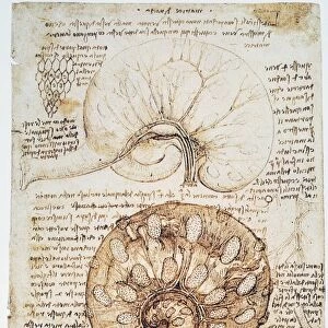 Pen and ink study, c1508, by Leonardo da Vinci of a cows uterus