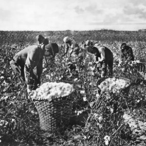 PICKING COTTON. Workers picking cotton in the southern United States. Photograph