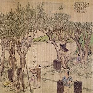 Picking mulberry leaves for silkworm culture. Chinese silk painting, c1650-1726