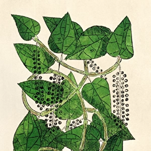 (Piper nigrum. ) Woodcut from Cristoval Acostas herbal, Tractado de las Drogas y Medicinas de las Indias Orientales con sus Plantas, published in 1578 in Burgos, Spain