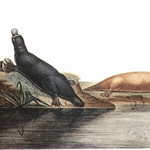 PLATYPUS, 1804. Platypus at play. Line engraving, French, 1804, after Charles Lesueur